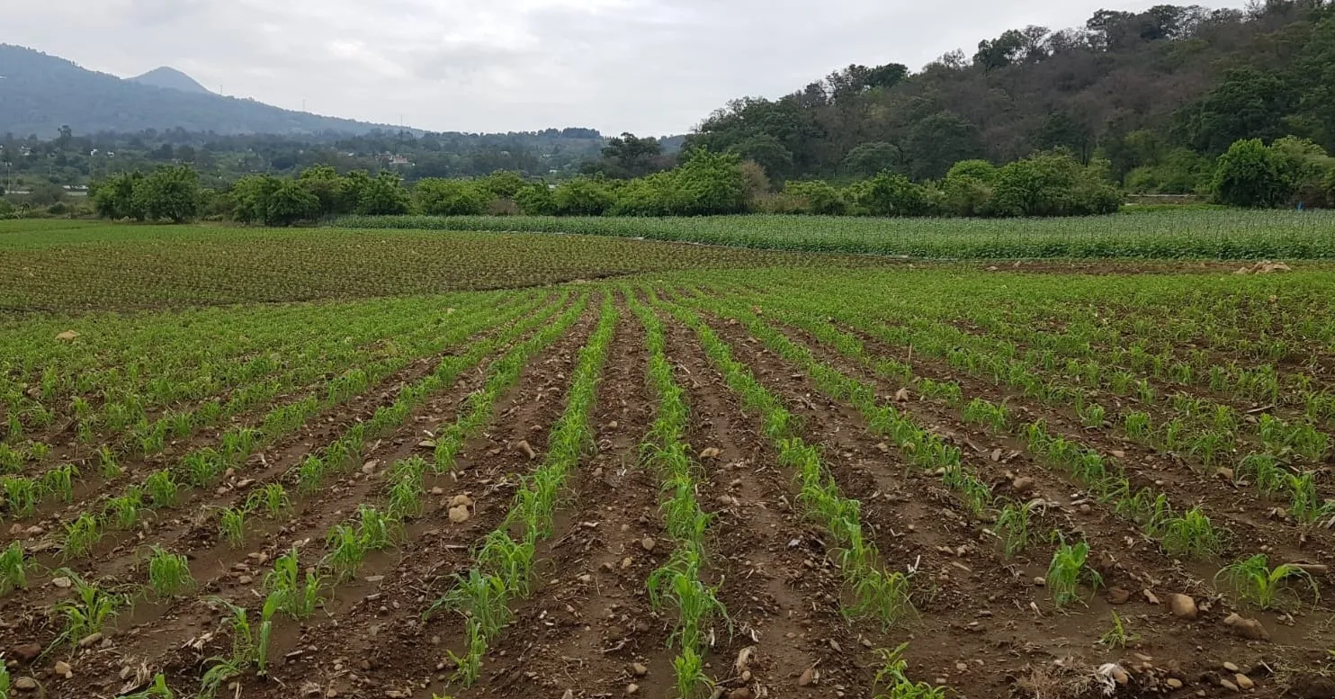 Terreno Nepantla - 1